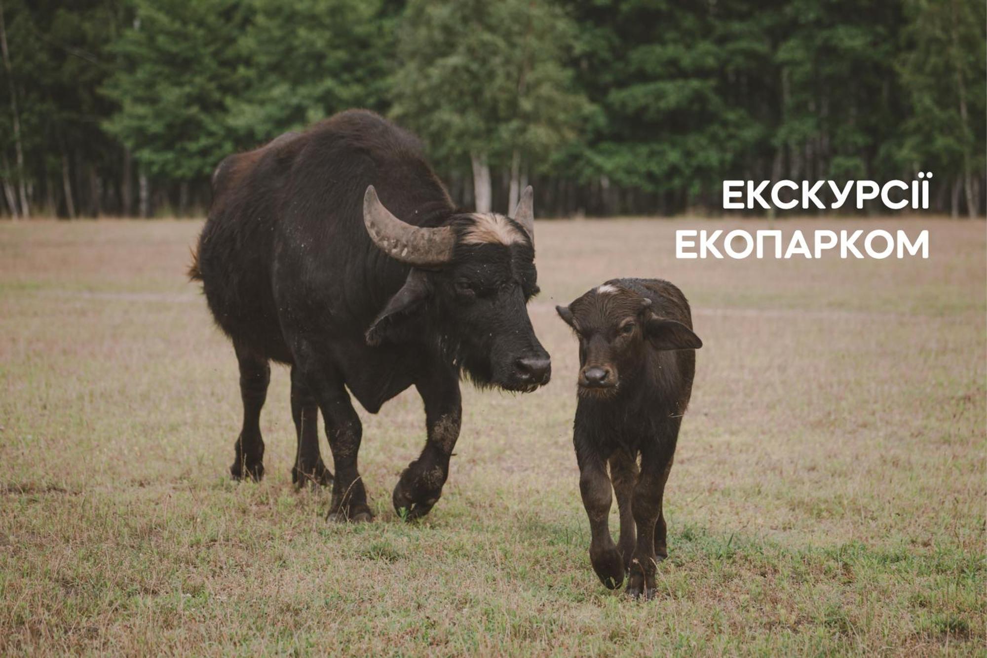 Dereville Sokolovka Exteriér fotografie