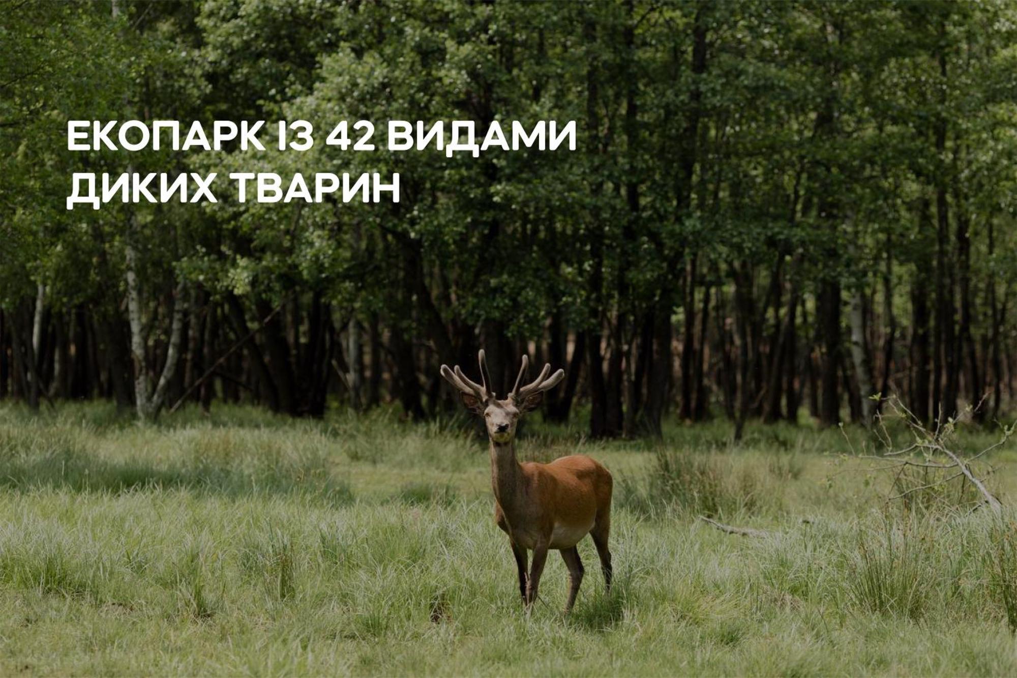 Dereville Sokolovka Exteriér fotografie
