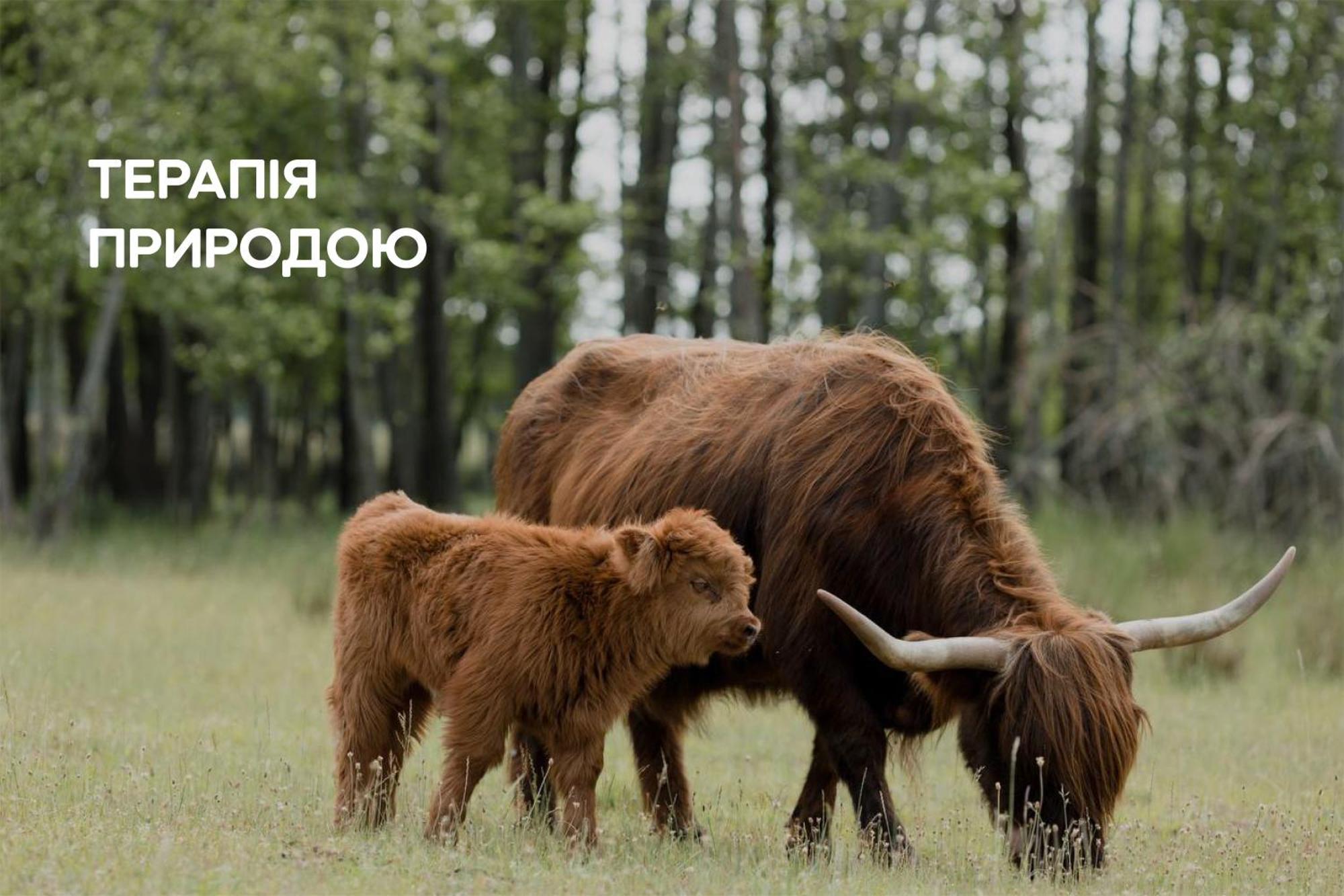 Dereville Sokolovka Exteriér fotografie